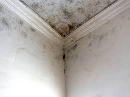  , USA Mold Prevention & Removal Pros